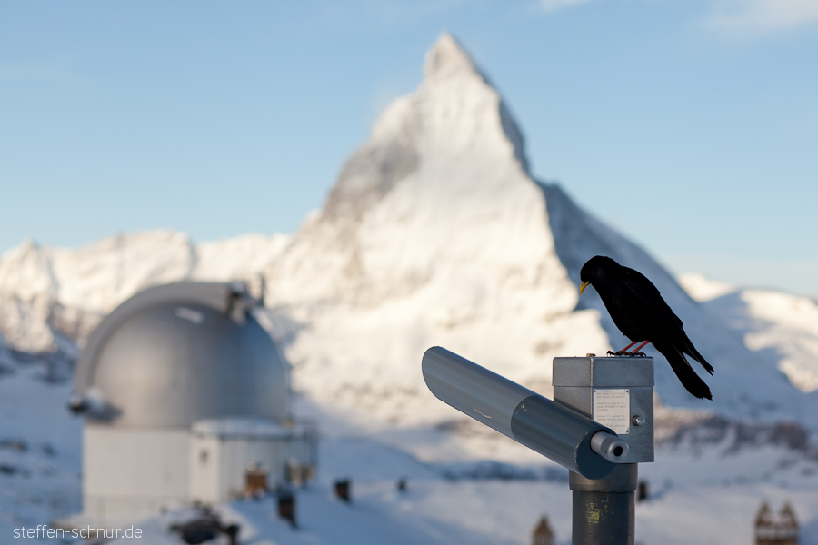 telescope
 Matterhorn
 Switzerland
 bird
 Wallis
 winter
