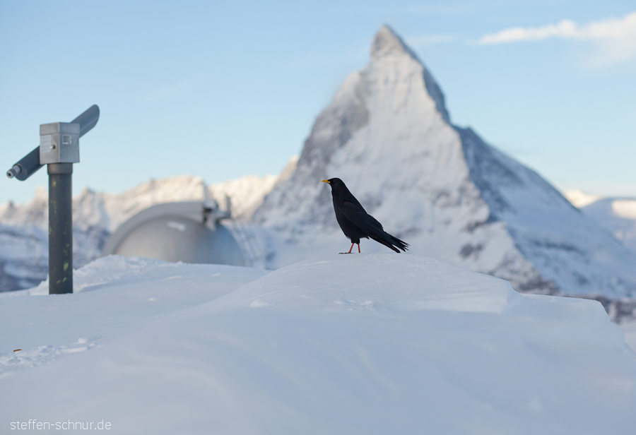 snow
 telescope
 Matterhorn
 Switzerland
 bird
 Wallis
 winter
