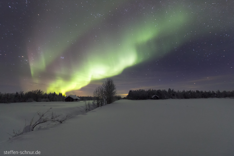 northern lights
 snow
 Lapland
 Finland
 tree
 night
 winter
