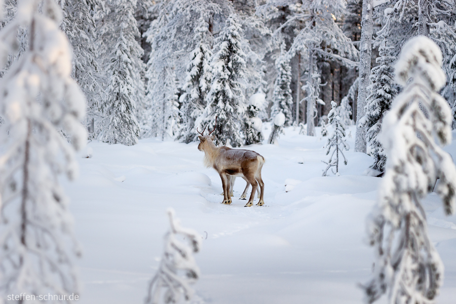 Lapland
 Finland
 forest
