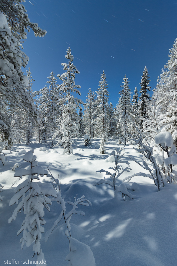 Lapland
 Finland
 forest
