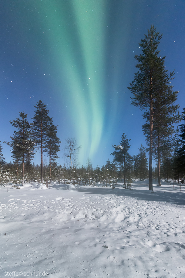 Lapland
 Finland
 Northern lights
 forest
 winter
