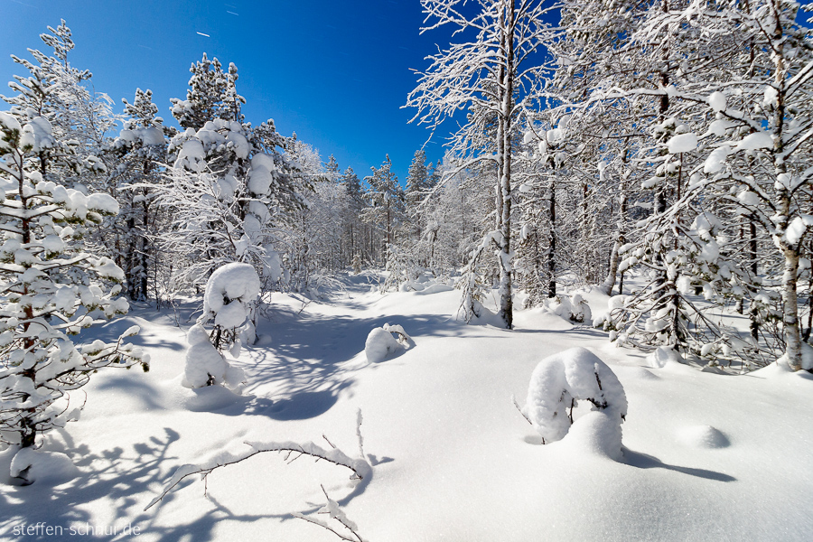 snow
 Lapland
 Finland
 forest
