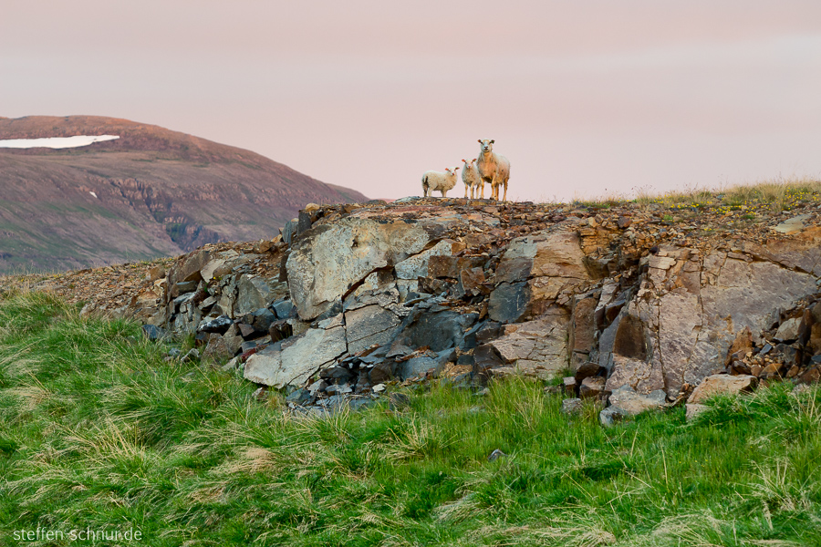 Iceland
 sheep
