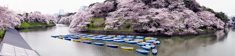 sakura
 Tokyo
 boats
 panorama view
