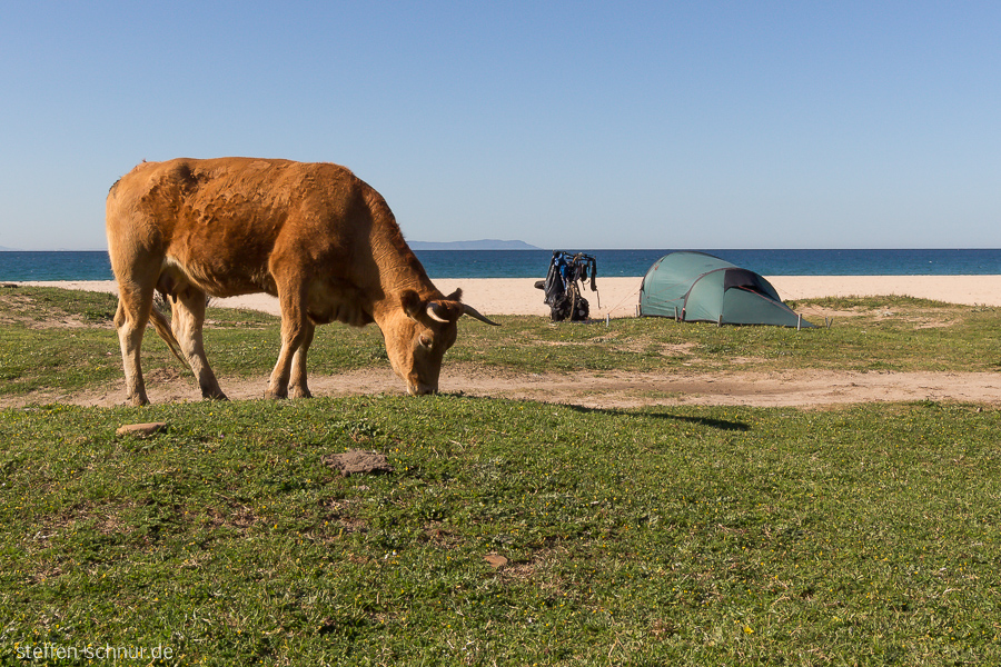 cow
 Spain
 Andalusia
 sea
 beach
 meadow
 tent
