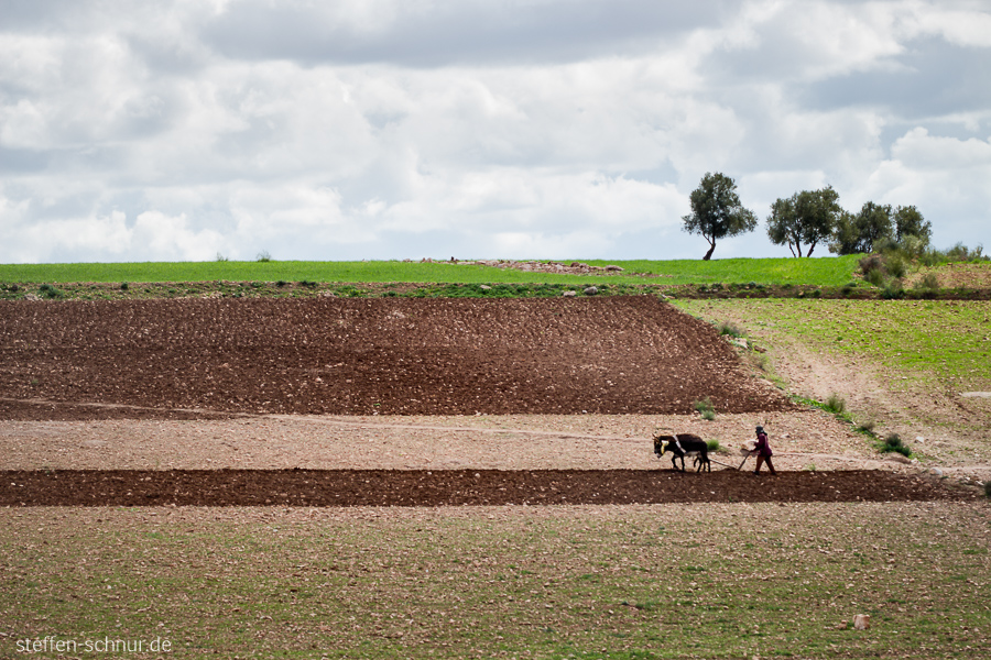 Morocco
 field
 peasant
 Trees
 donkey
 field work
 clouds
