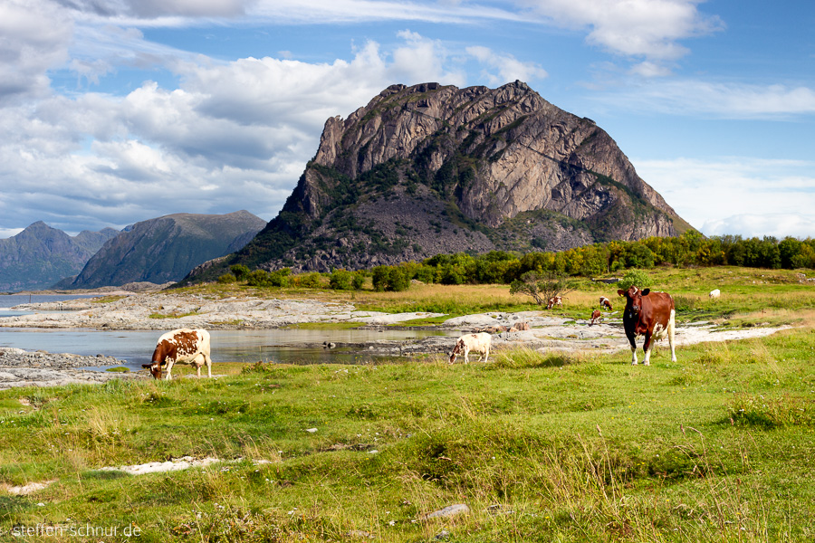 mountain
 Nordland
 cows
 landscape
 Norway
