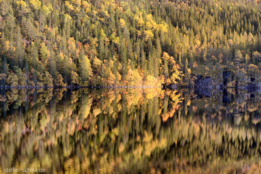 Trees
 autumn
 Norway
 lake
 mirroring
 forest
