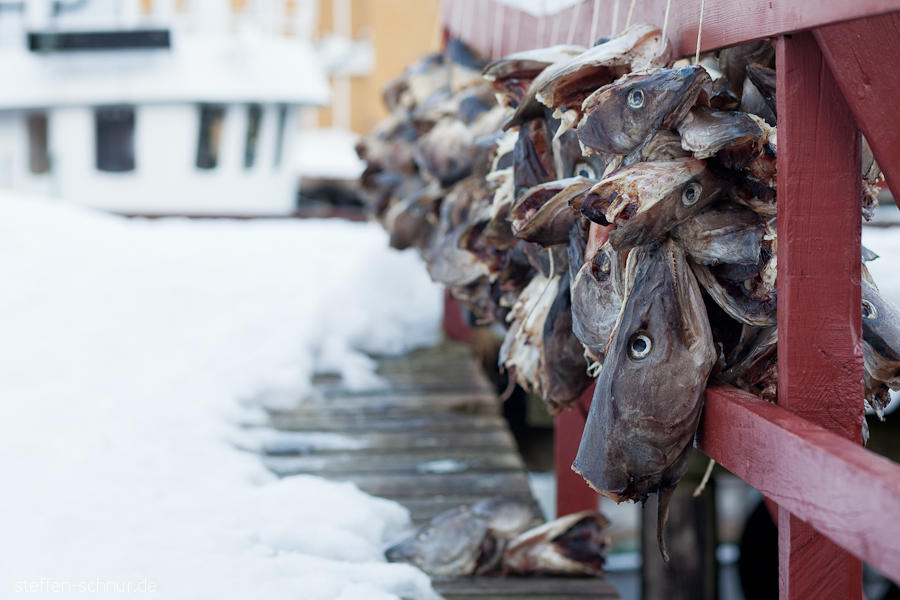 snow
 fish
 fishing village
 fishing
 fish head
 fish heads
 Lofoten
