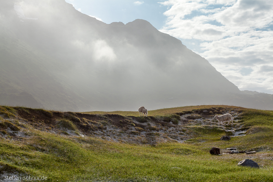 mountains
 Uttakleiv
 Lofoten
 nature
 sheep
 meadow
