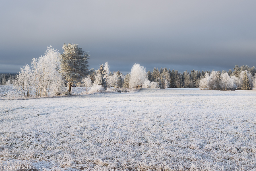 Sweden
 Trees
 field
 winter
