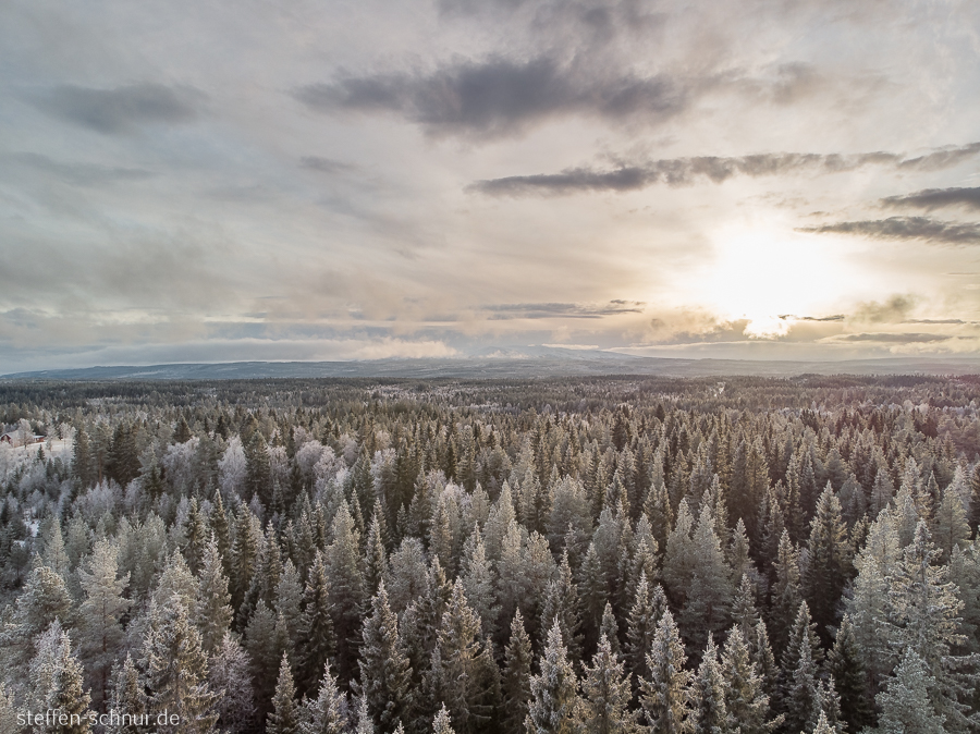 Sweden
 sun
 forest
 winter
