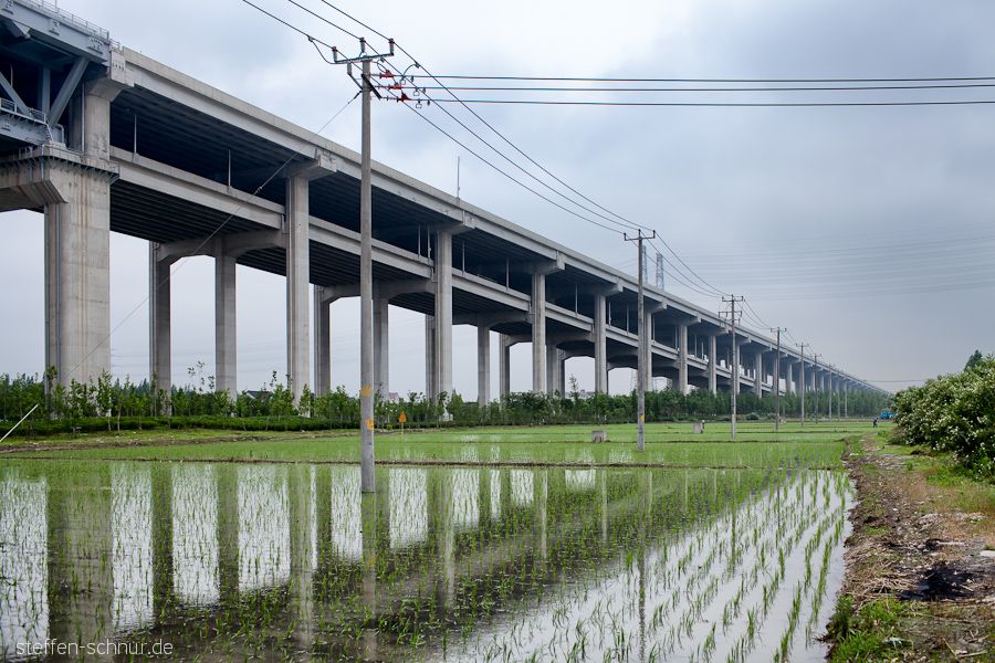 highway
 Shanghai
 China
 architecture
 Bridge
 rice
 rice cultivation
