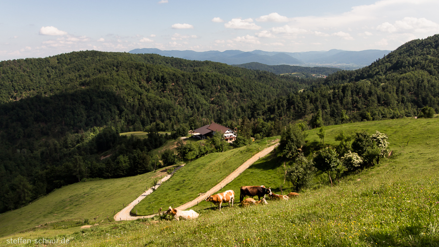 mountains
 Slovenia
 farm
 cows
 landscape
 street
 forest
