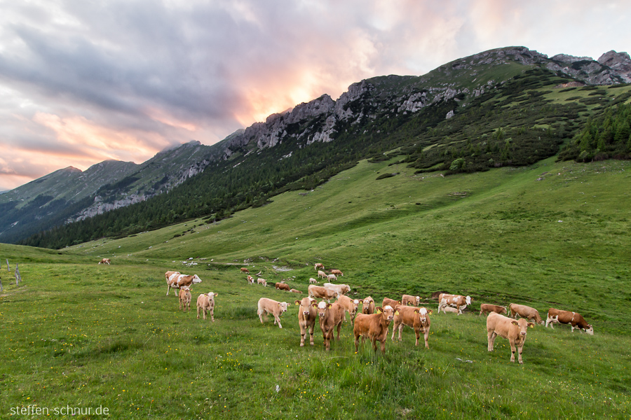 mountains
 sunset
 Slovenia
 cows
 meadow
 clouds
