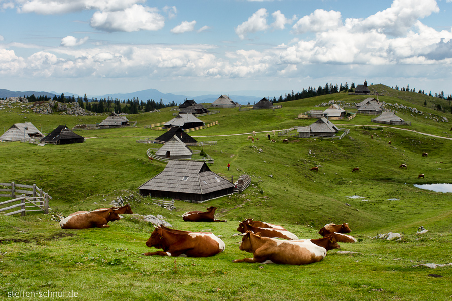 Velika Planina
 Slovenia
 village
 cabins
 cows
