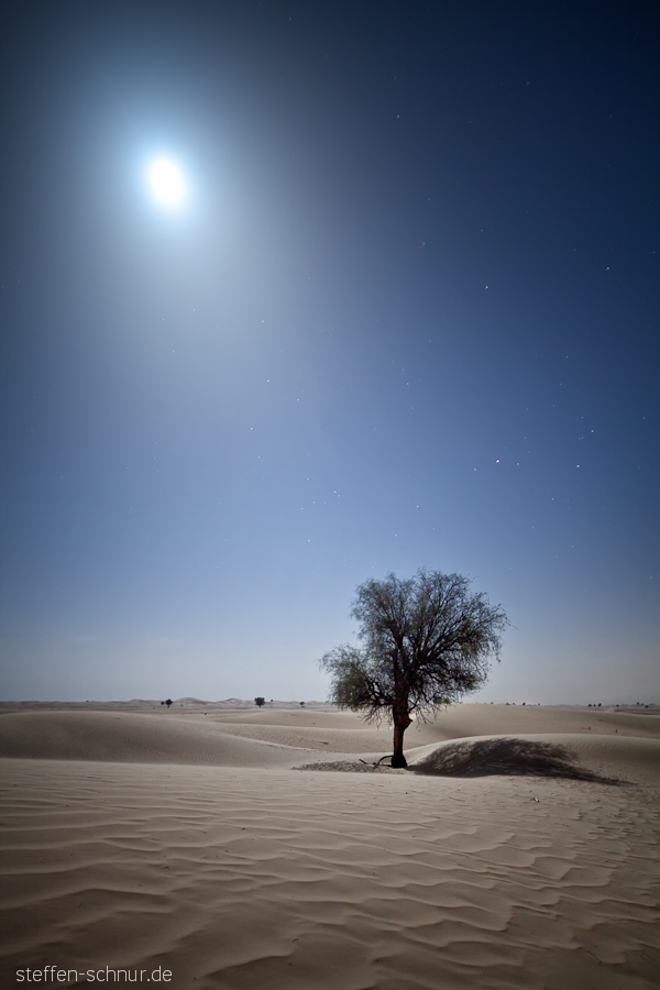 moon
 tree
 dunes
 sand
 stars
 starry sky
 UAE
